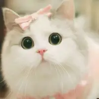 かわいい猫ライブ壁紙HD