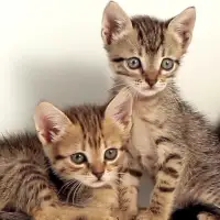 Cute Kittens Live Wallpaper