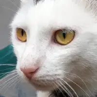 Cat Sounds - Meow Soundboard