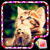 Cute Kittens Live Wallpaper