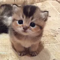 Cute Cats Wallpaper